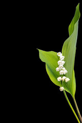 Sprig of blooming lily of the valley shot against black background