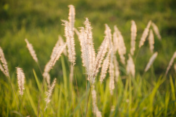 Fototapeta premium Grass flower with beautiful sunset and soft focus.