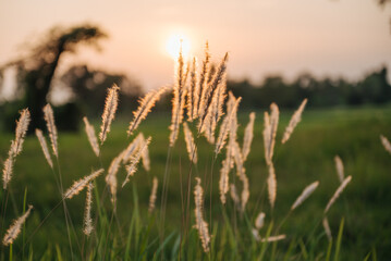 Fototapeta premium Grass flower with beautiful sunset and soft focus.
