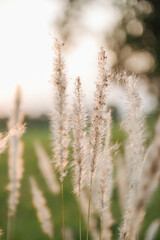 Fototapeta premium Grass flower with beautiful sunset and soft focus.