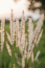Fototapeta premium Grass flower with beautiful sunset and soft focus.