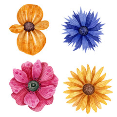 Set with flowers on a white background. Watercolor illustration. Cornflower. Begonia Chamomile. An anemone. Nature. Plants. Collection. Beautiful. Printing on paper and invitations. Art. Handmade. 