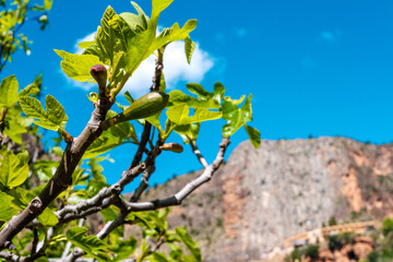 Fig tree with the first green figs of summer, a clear day with a blue sky.