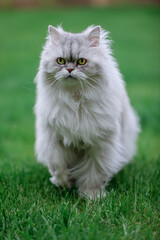 white cat on green grass, yellow eyes