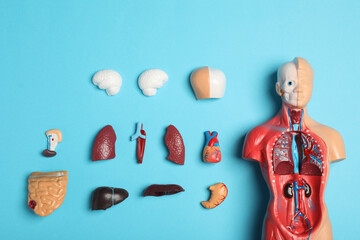 Flat lay composition with human anatomy mannequin and internal organs on light blue background