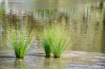 A bunch of grass growing in a shallow water pond.