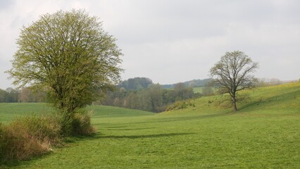 Paysage rural de Wallonie dans le brouillard du printemps