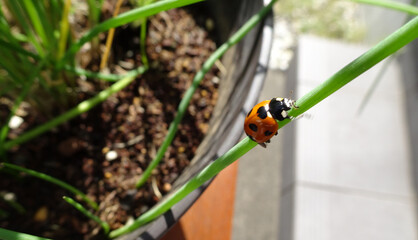 家庭菜園のハーブのチャイブをてんとう虫が登っている可愛い写真