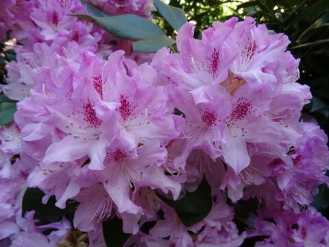 Rhododendron 