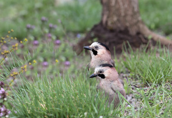 
Two jays in the spring green grass looking for food.