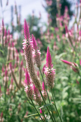 Pink Cockscomb Celosia flowers bloom in the meadow