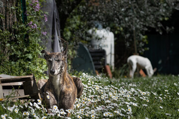Galgo greyhounds Alde and Raan sunbathing