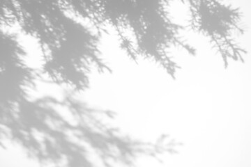 Blurred overlay effect for photo. Gray shadows of fir tree branches on a white wall. Abstract neutral nature concept background for design presentation. Shadows for natural light effects
