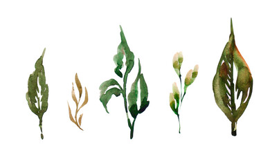 Watercolor fresh green leaves set on white background. Hand painting on paper