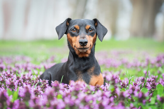 A black and tan dog of the miniature pinscher breed lies on a lawn with purple flowers