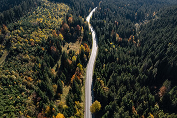 Aerial view of asphalt road surrounded by coniferous forest on sunny day. Drone photography - Powered by Adobe