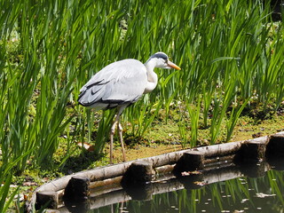 池の近くで獲物を狙うサギ