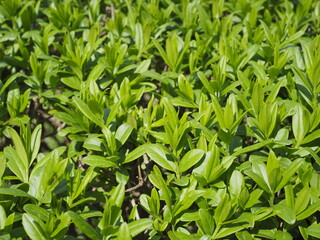 green leaves background