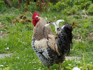 (Gallus domesticus) Poule crème Legbar, magnifique race de poule britannique au camail ou plumage...