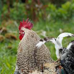 (Gallus domesticus) Poule crème Legbar, magnifique race de poule britannique au camail ou plumage soyeux crème, crête dressée à pointes variées