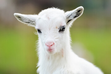 Close-up portrait of a small white goat