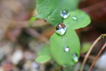 葉に付いた雫（水滴）