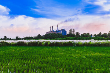 Fototapeta na wymiar landscape of a plant in paddy field making pollution.