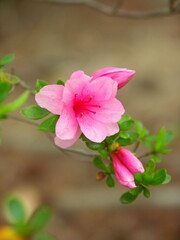 Obraz premium 公園に咲く満開のピンクの躑躅の花