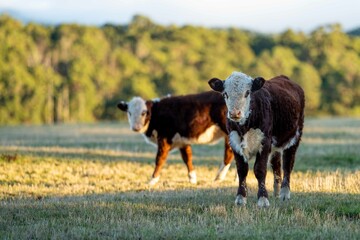 Close up of cows in the field, herefords,Angus and Murray Grey beef Cattle eating long pasture in spring and summer. under trees, in tasmania, Australia.