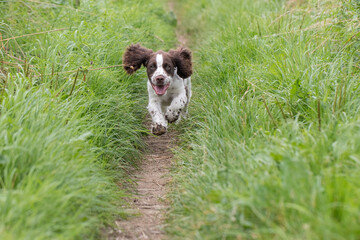 Cute puppy dog running along a narrow country lane. Spaniel having fun.