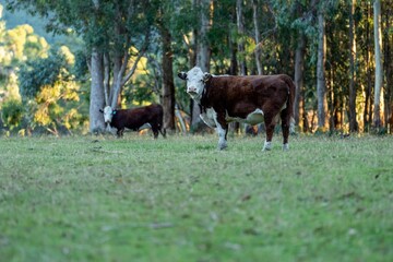 cow in a field, Australia