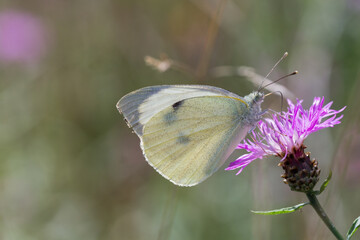 Motyl bielinek kapustnik na łące