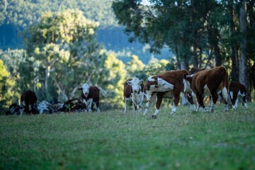 Close up of cows in the field, herefords,Angus and Murray Grey beef Cattle eating long pasture in spring and summer. under trees, in tasmania, Australia.