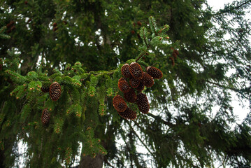Spruce cones hanging on the green tree. Natural background with fir branch. International day of forests