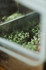 seedlings in a pot