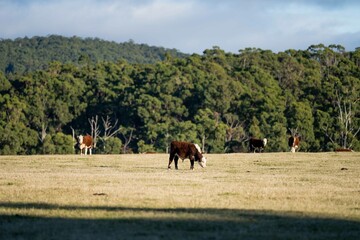 Fototapeta na wymiar cow in a field, Australia