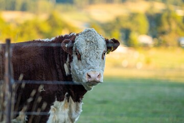 stud hereford bulls, cows and calf grazing on lush pasture. looking through the fence. while they enjoy the sun with the over cattle in the herd.