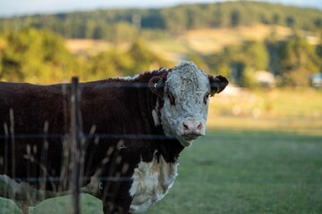 cow in a field, Australia