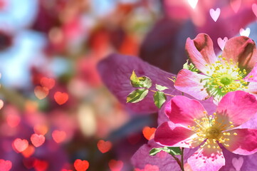 pink flowers and red heart shape blurred summer sun beam light sprting  wild roses floral blossom nature  background 