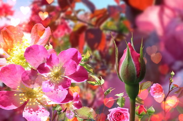 red roses ,pink flowers and red heart shape blurred summer sun beam light sprting  wild roses floral blossom nature  background 