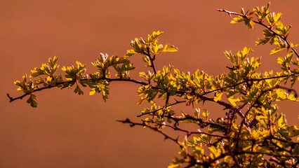 Sunlight and young leaves