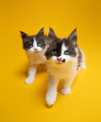 two playful maine coon kittens walking side by side looking at camera curiously on yellow background