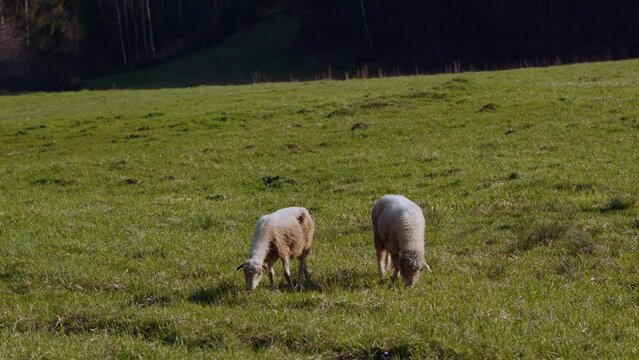 Owce i pasterstwo - ujęcia statyczne i z drona 
Sheep from dron 