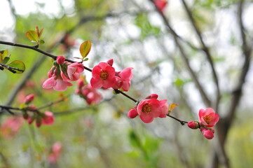  Flowering quince ( Chaenomeles speciosa ) branches on  spring background  . Close up photo . Gardening plants  concept..