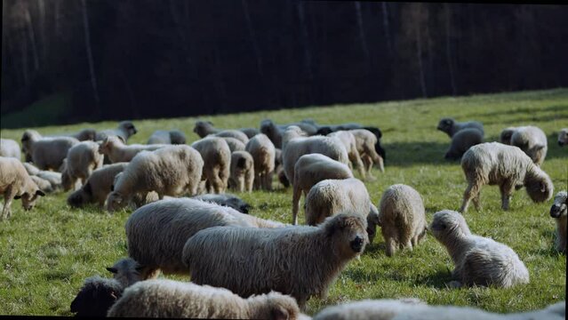 Owce i pasterstwo - ujęcia statyczne i z drona 
Sheep from dron 