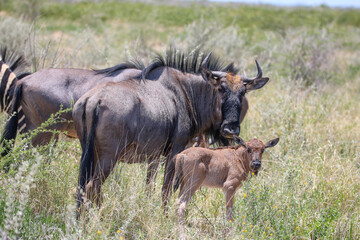 Naklejka na ściany i meble Blue Wildebeest with calf, Etosha National Park, Namibia