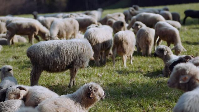 Owce i pasterstwo - ujęcia statyczne i z drona 
Sheep from dron 