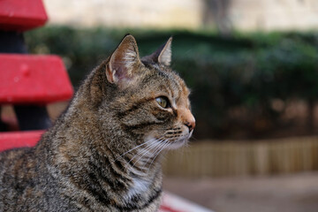 Close-up portrait of striped cat face in profile. The muzzle of a striped cat with green eyes, long white mustache, pink nose. Selective focus. Banner with a muzzle of a cat in profile, copy space.