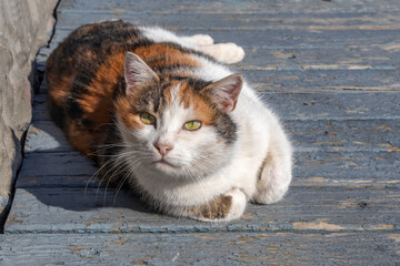 Portrait of big tricolored lying stray cat. Cat tucked his front paws under him and looks with great curiosity