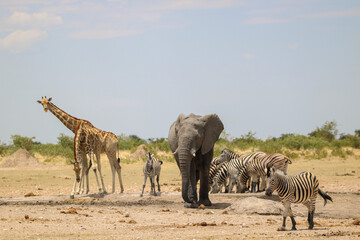 Fototapeta na wymiar Group of animals at waterhole in Etosha National park, Namibia
